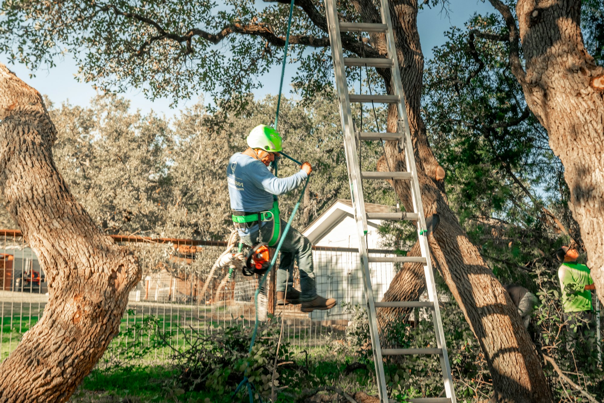 Arborist in safety harness rappelling through the crown of a mature tree.