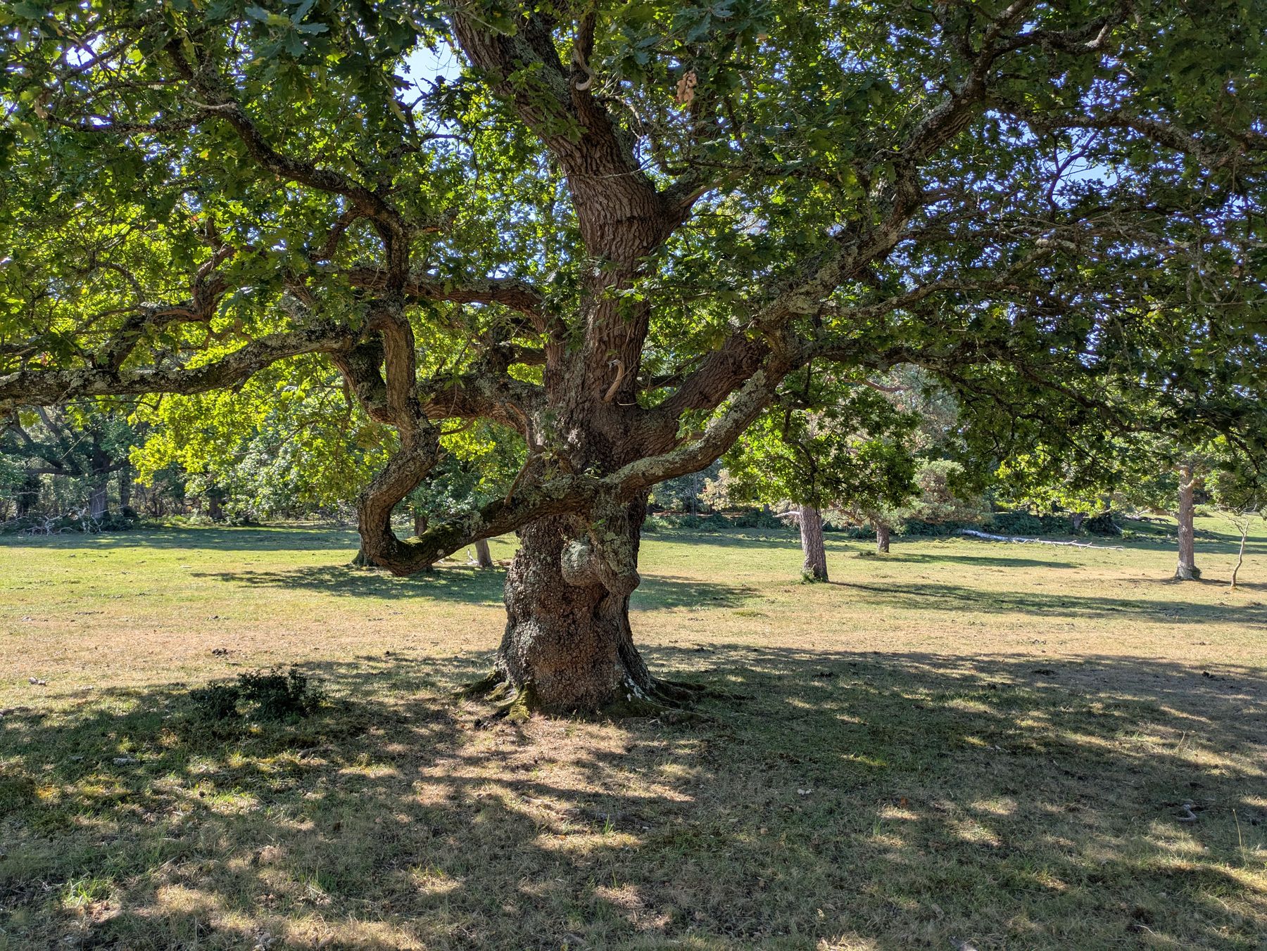 A mature English oak standing alone in sunlit South Gloucestershire countryside.