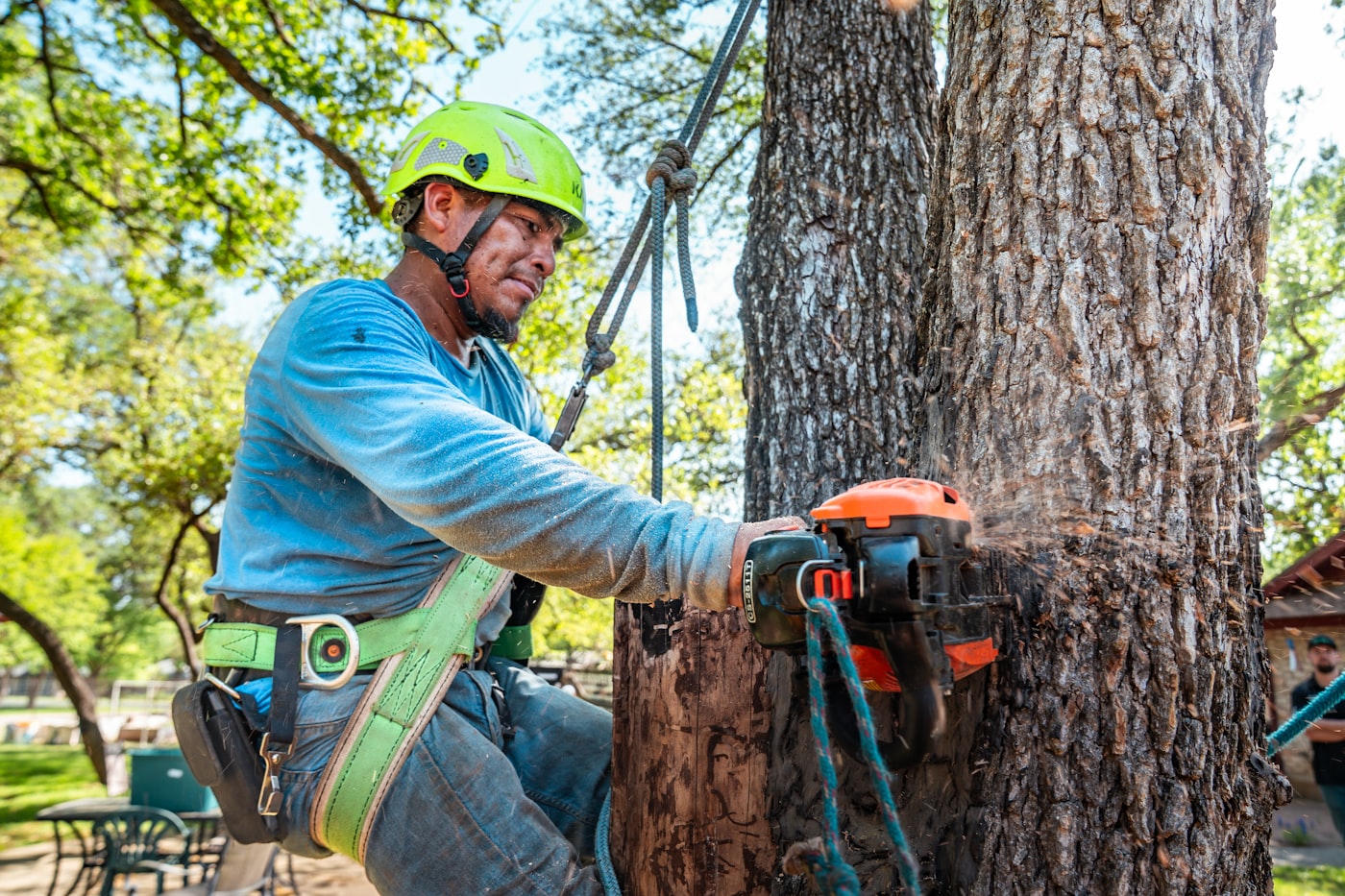 Arborist in safety harness using a chainsaw to sectionally dismantle a tree over a residential property.
