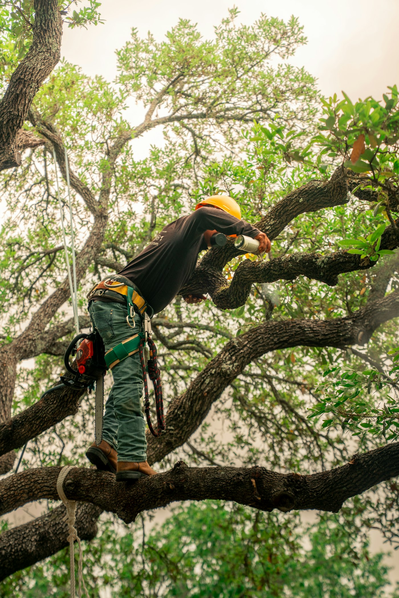 Tree surgeon treating pruning wounds on the branch of a mature oak.